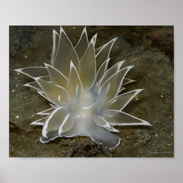 Póster Pôster de Nudibrânquio Alabastro (Dirona albolinea (Frente)