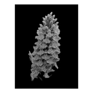 Póster Poster de Orquídea norte Marsh