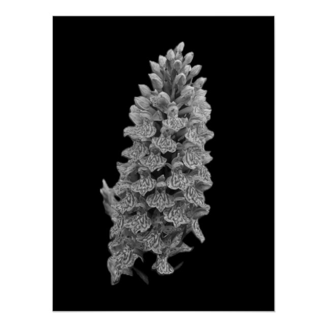 Póster Poster de Orquídea norte Marsh (Frente)