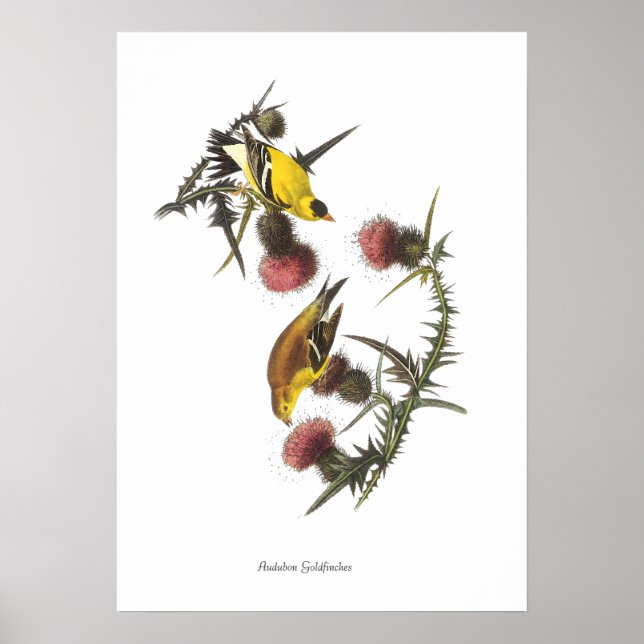 Poster Pôster de Pássaros do Pintassilgo de Audubon (Frente)
