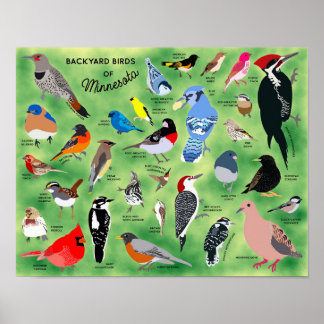 Poster Pôster de Pássaros do Quintal de Minnesota