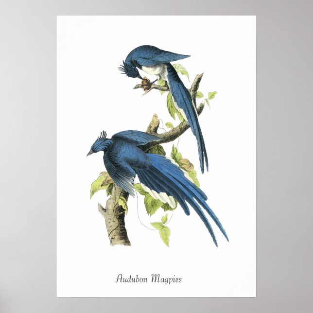 Poster Pôster de Pássaros Pegas de Audubon (Frente)