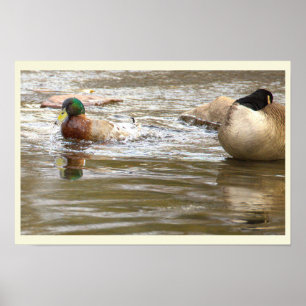 Poster Pôster de Pato e Ganso no Riacho