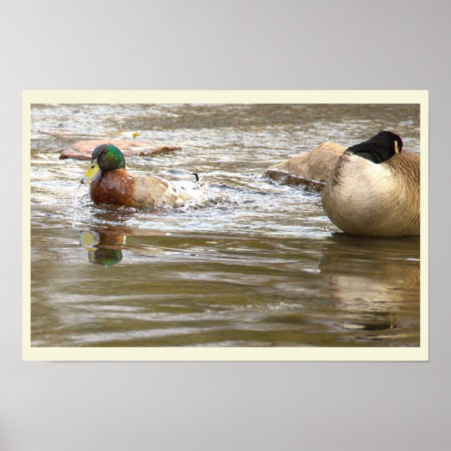 Poster Pôster de Pato e Ganso no Riacho (Frente)