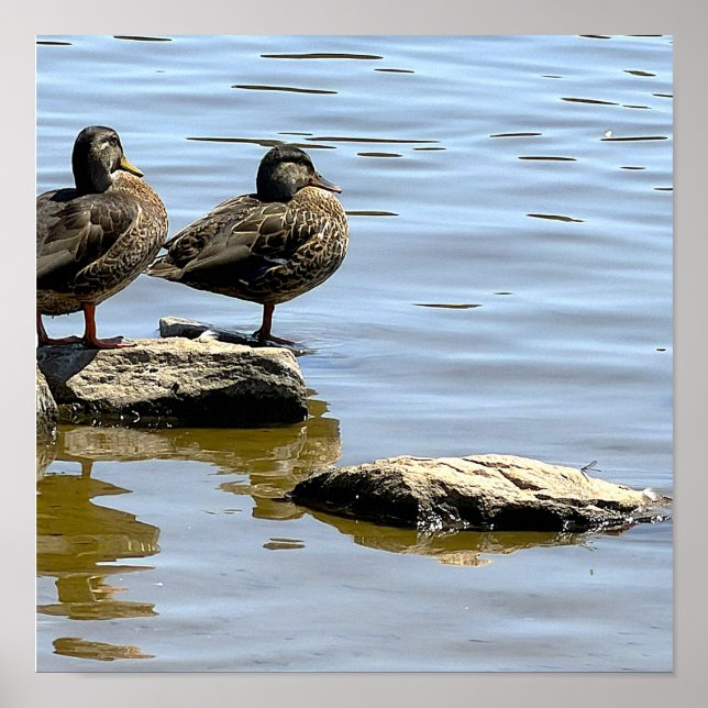 Poster Pôster de Patos junto à Água (Frente)