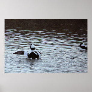 Poster Pôster de Patos no Oceano