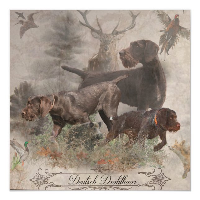 Póster Poster de Ponteiro Wirehaired Alemão (Frente)
