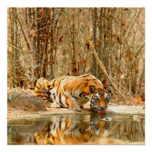 Póster Poster de Reflexão do Tigre