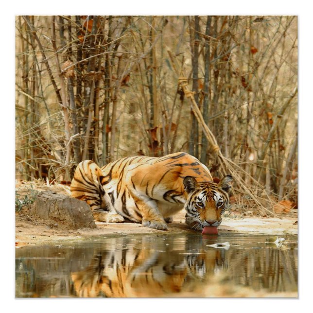Póster Poster de Reflexão do Tigre (Frente)