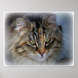 Poster Pôster de retrato de gato malhado de pelo comprido