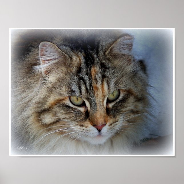 Poster Pôster de retrato de gato malhado de pelo comprido (Frente)