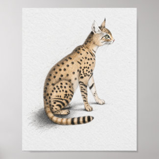 Poster Pôster de retrato de gato Serval na natureza