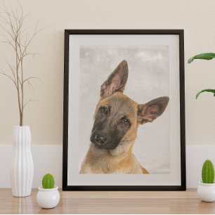 Póster Poster de Shepherd belga