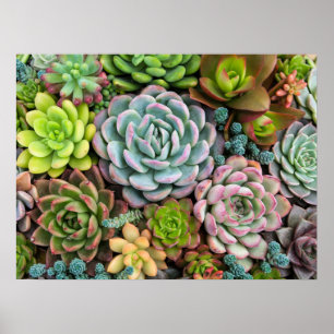Poster Pôster de Suculentas de Cactus