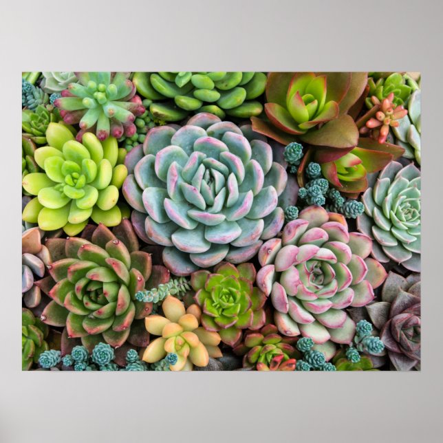 Poster Pôster de Suculentas de Cactus (Frente)