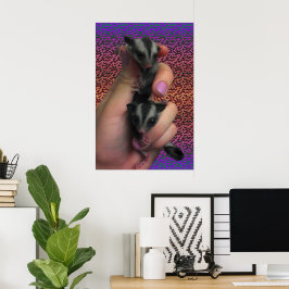 Póster Pôster de Sugar Glider