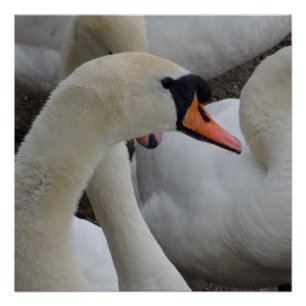 Póster Poster de Swan Branco