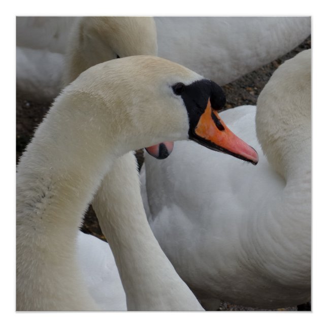 Póster Poster de Swan Branco (Frente)