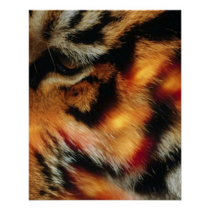Póster Pôster de Vida Selvagem Close-Up do Olho de Tigre