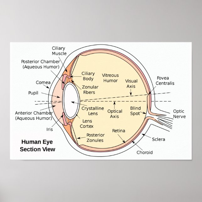 Poster Pôster Diagrama Anatômico do Olho Humano (Frente)