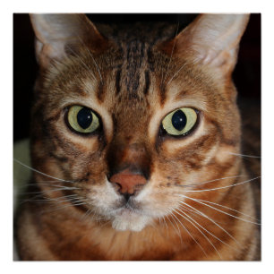 Póster Poster do brilho do gato olhar fixamente Bengal,