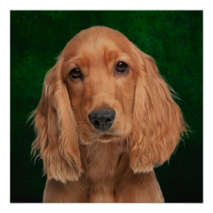 Póster Poster do Cocker Spaniel