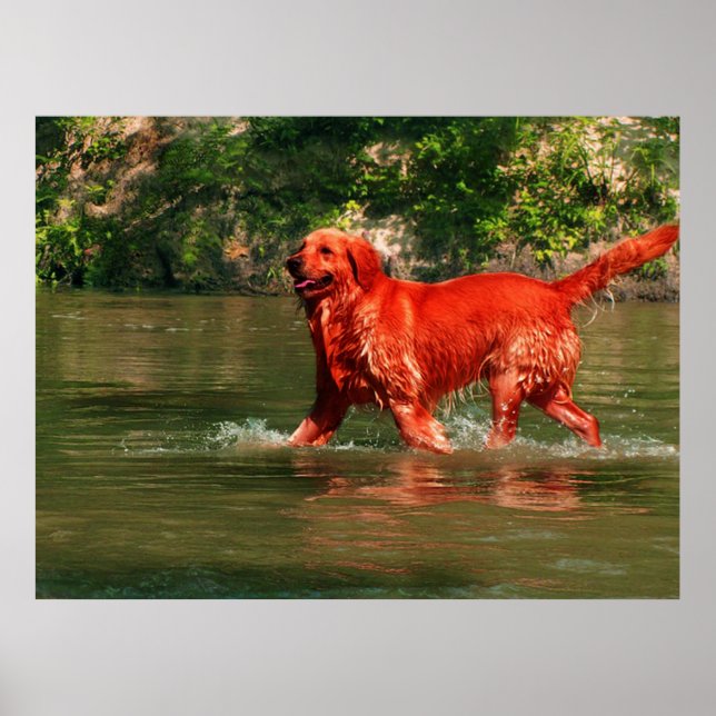 Póster Pôster do Golden Retriever Vermelho Correndo na Ág (Frente)