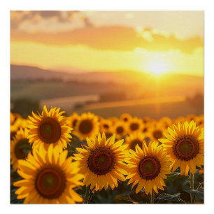 Póster Pôster do Pôr do Sol do Girassol Dourado