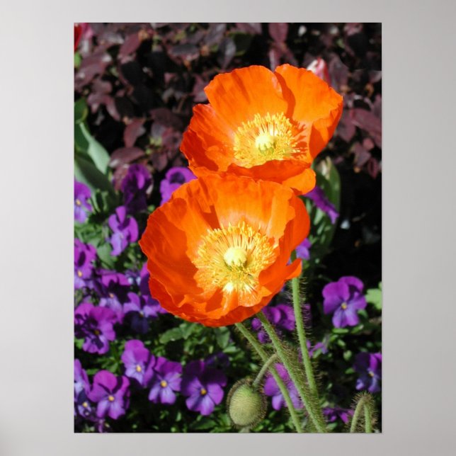 Póster Poster, Duas Poppies Laranja Islândia (Frente)