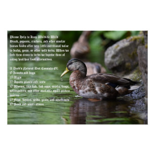 Póster Poster Duck