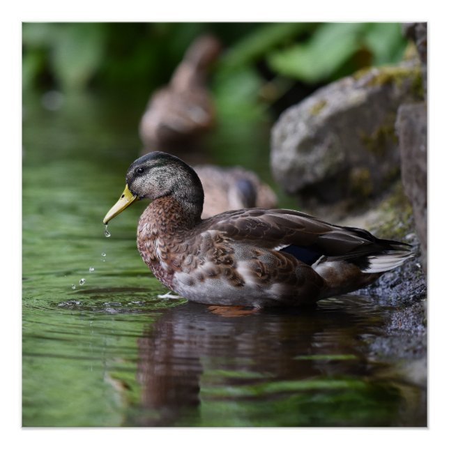Póster Poster Duck (Frente)