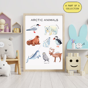 Póster Pôster Educativo de Animais do Ártico