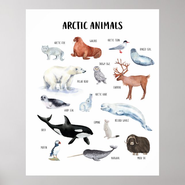 Poster Pôster Educativo de Animais do Ártico para Sala de (Frente)