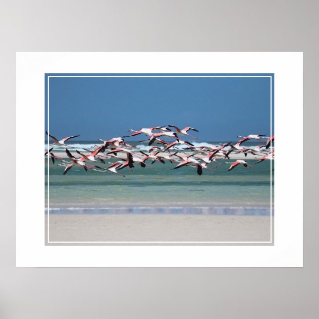 Poster Poster-Flamingos (Frente)