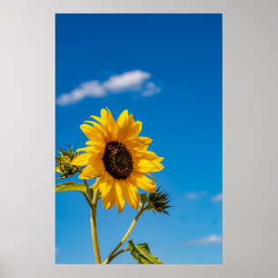 Poster Pôster Flor de Girassol Vibrante
