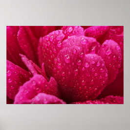 Poster Pôster Flor de Peônia Depois da Chuva Fotografia