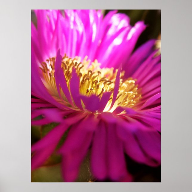 Póster Pôster Flor Macro Natureza Mais Próxima (Frente)