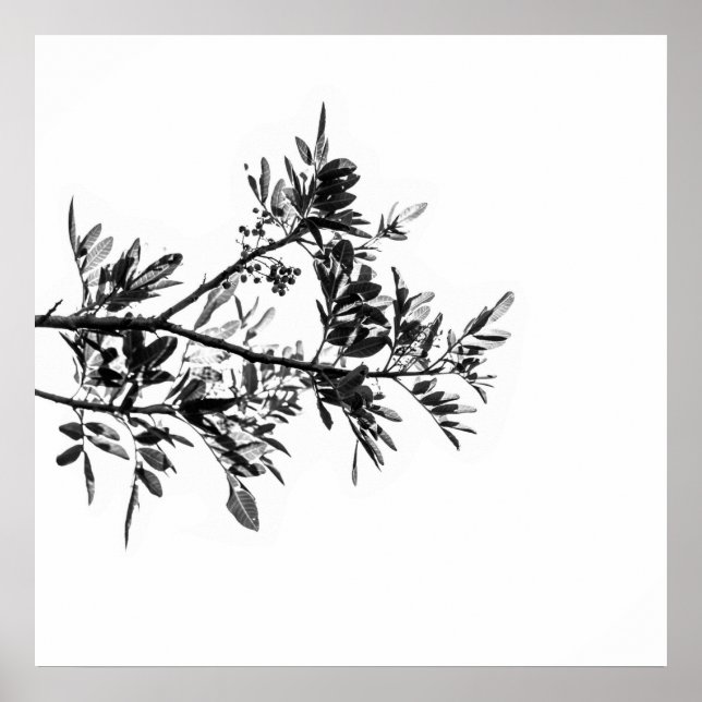Poster Pôster Flores Folhas de Árvore de Pimenta Natureza (Frente)