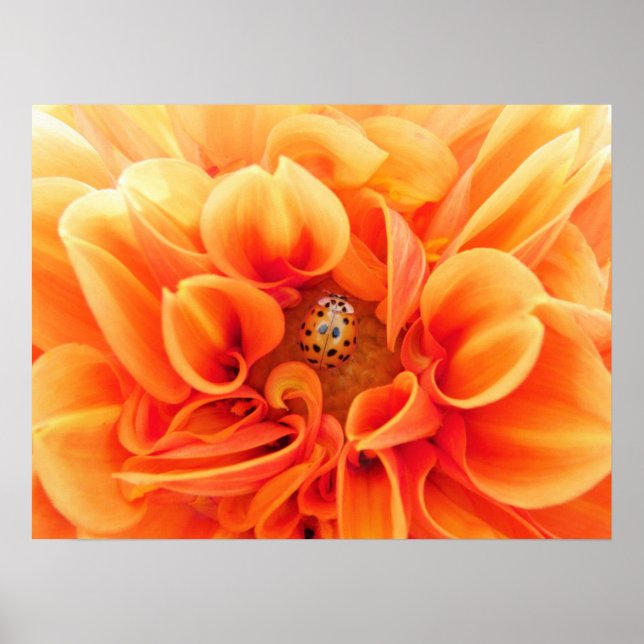 Poster Poster-Flower/Ladybug (Frente)