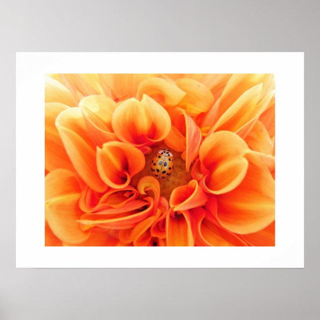 Poster Poster-Flower/Ladybug (Frente)