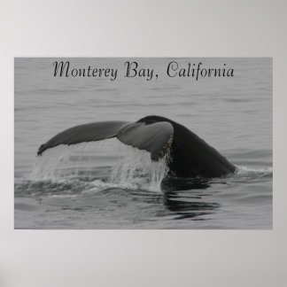 Poster Poster, Fluke de Baleia, Monterey