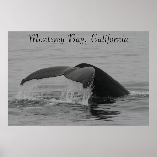 Poster Poster, Fluke de Baleia, Monterey (Frente)