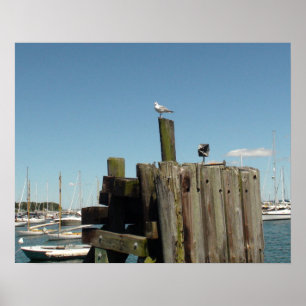 Poster Poster: Foto do Martha's Vineyard