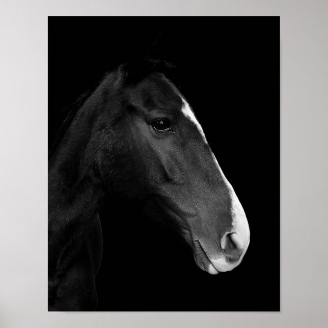 Poster Póster, fotografía caballo blanco y negro. (Frente)