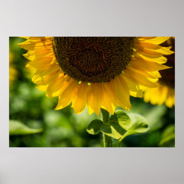 Poster Pôster Fotografia de Girassol em Flor