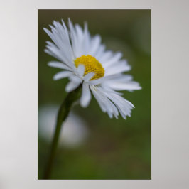 Poster Pôster Fotografia Floral da Margarida Natureza