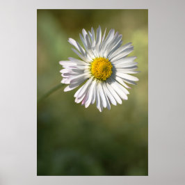 Poster Pôster Fotografia Floral Natureza Margarida