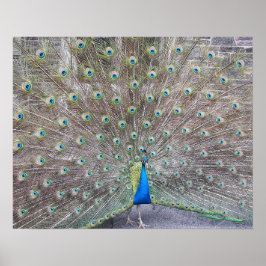 Poster Pôster Fotográfico de Penas Fantail de Pavão Azul