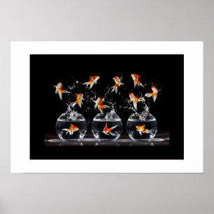 Poster Poster-Goldfish