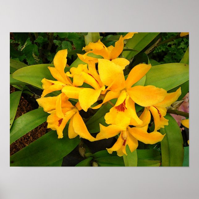 Poster Poster: Grupo Orquídea Amarelo (Frente)